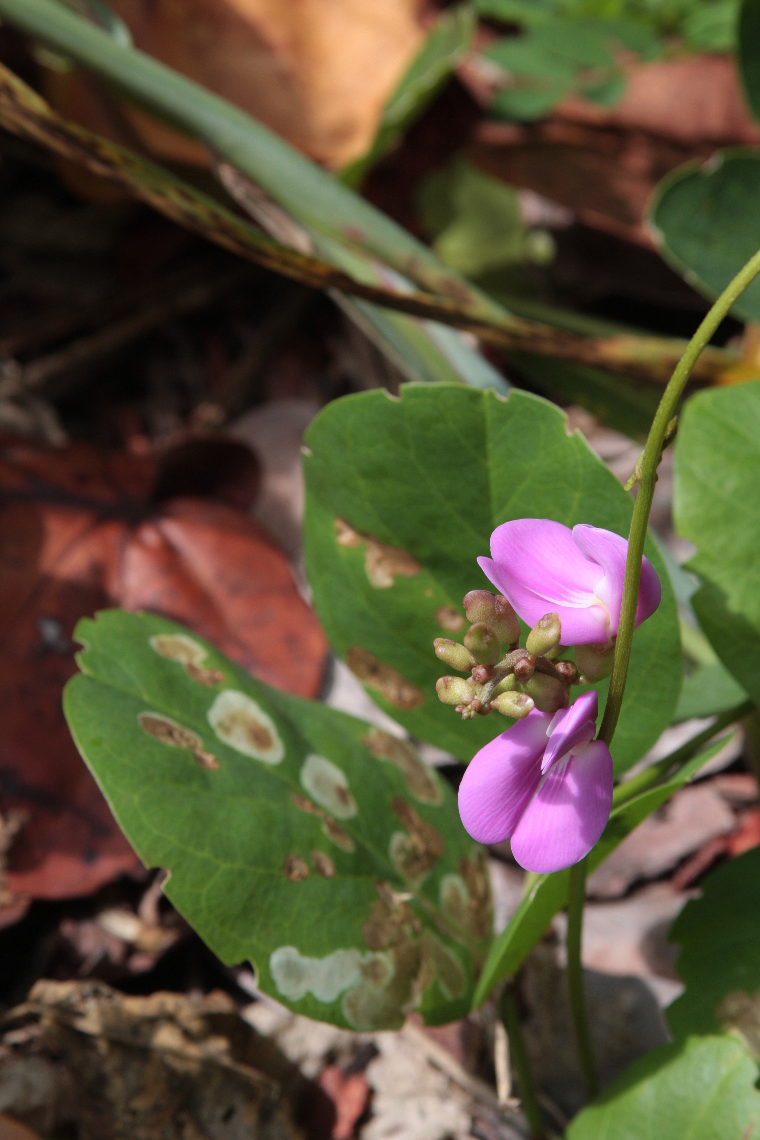 Blueme Foto 4